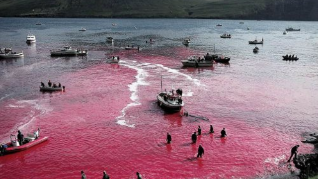 日本 新闻观察：日本重启商业捕鲸恐得不偿失