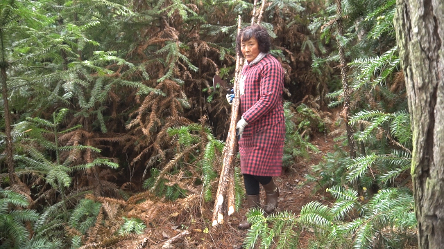 农村婆婆就地取材，上山砍树回来让公公做成这种农用工具
