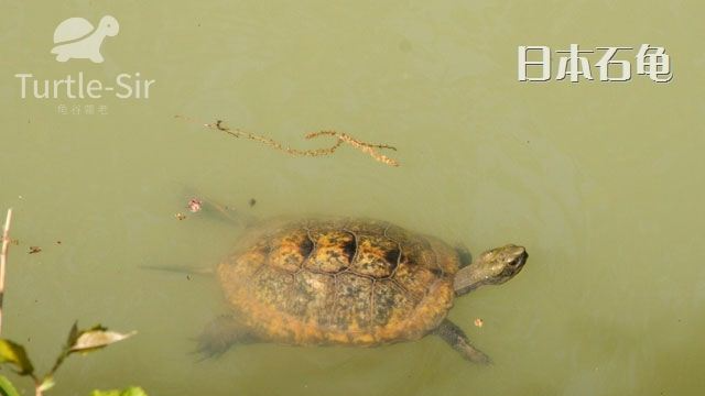 日本石龟原生态环境欣赏，秒懂日石为什么水质要求高「龟谷鳖老」