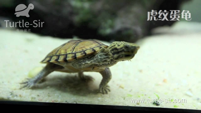 虎纹龟、麝香龟、巨头蛋龟混养，谁是老大看看便知「龟谷鳖老」