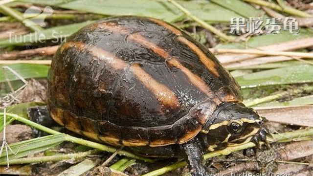 剃刀龟、果核龟和慈鯛鱼混养环境，龟的颜色太少见了「龟谷鳖老」