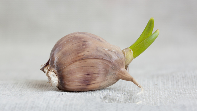 大蒜发芽扔了可惜吃了怕坏，到底能不能吃？