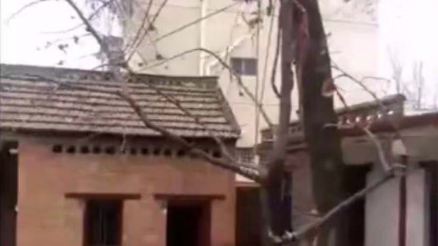 院子里种树影响风水吗？许家印老家三棵参天大树有什么玄机