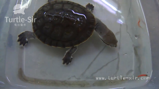 蛇颈龟之希拉里蟾头龟捕食小鱼，速度快到看不清「龟谷鳖老」