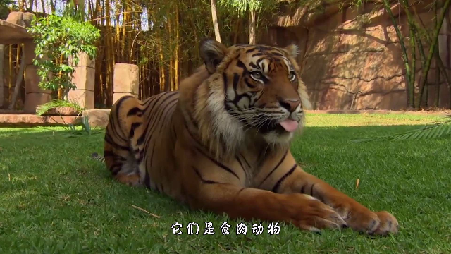 小狮子不会游泳被水淹，小老虎的这个举动感动了很多人