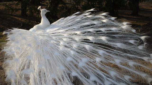难得一见的白孔雀开屏，见者好运！