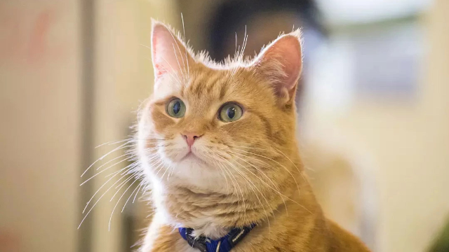 猫奴必看，真人真猫真事改编《流浪猫鲍勃》，橘猫暖心救吸毒少年