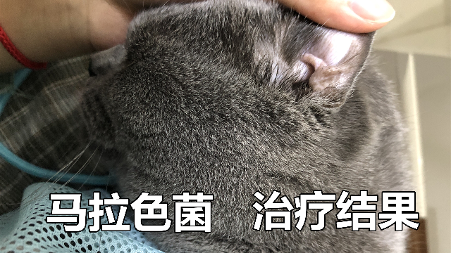 猫咪耳朵治疗马拉色菌一个月了，结果怎么样呢？