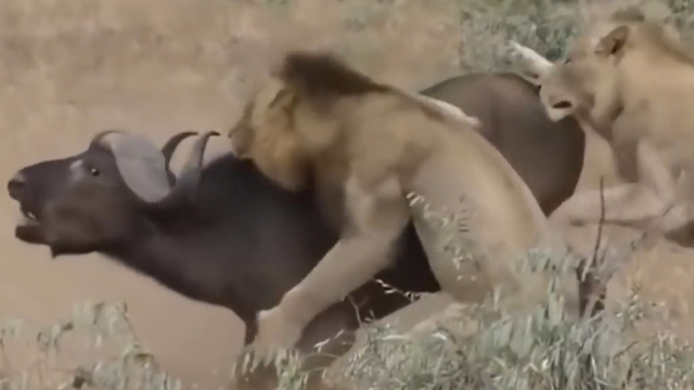 疯狂动物打斗犀牛VS狮子