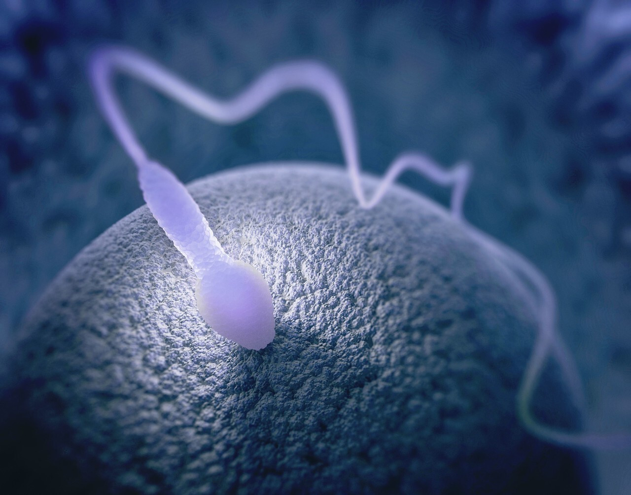 The moment of conception: Scientists isolate protein that governs first ...