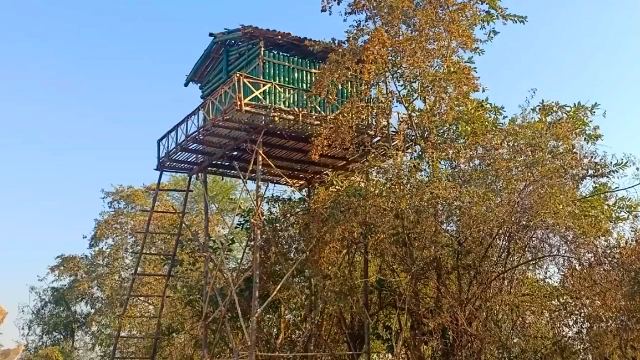 两兄弟野外建造竹楼小屋距地面有几米高还是这样的庇护所安全