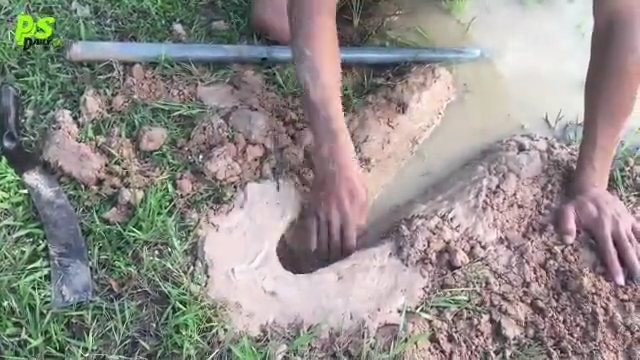 南亚小伙教你抓鳝鱼，收获量竟然如此丰富，太意外了