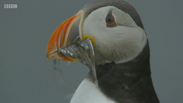 狂野设得兰：苏格兰前沿[英字]