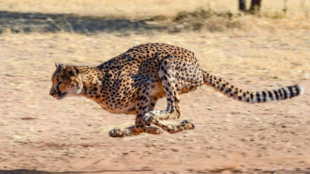 地面最快动物猎豹能跑多快？