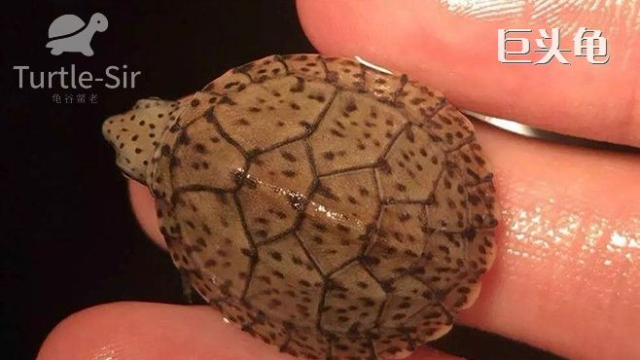 科普：巨头麝香龟的头为什么不大「龟谷鳖老」