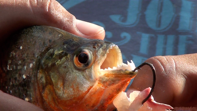 食人鱼为什么没有成为亚马逊河的霸主？有种鱼能让它瞬间暴毙！