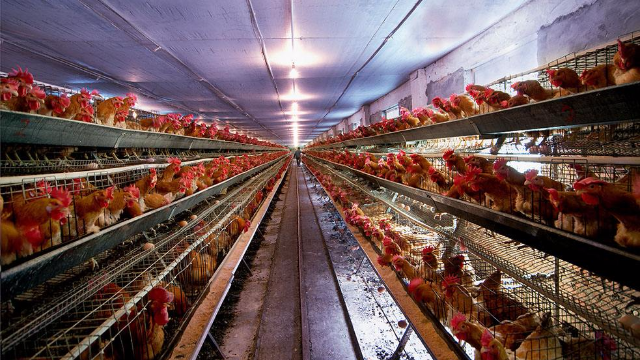 机械化鸡蛋加工流水线，1小时处理100000枚鸡蛋