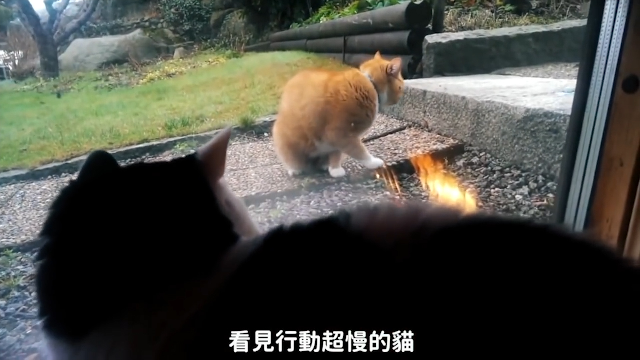 家猫偷窺浪猫在干嘛，卻被这一幕惊呆了