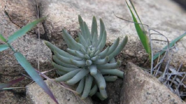 农村屋顶上的野草，价值高还有妙用，如果你家房顶有，切记不要拔