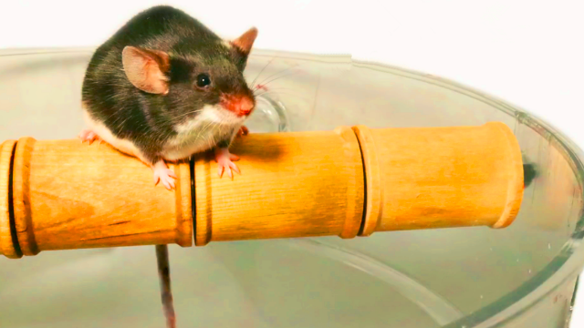 民间牛人发明的捕鼠装置，结构简单效果超好，老鼠来多少都团灭