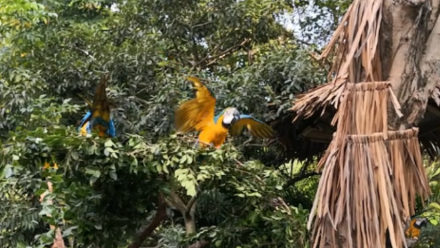 金刚鹦鹉非常漂亮来自美洲