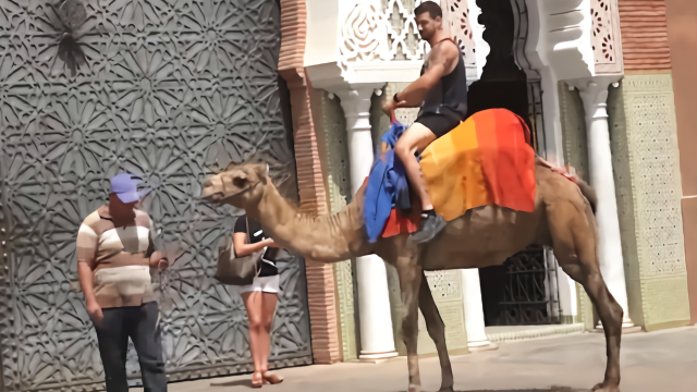 老外用骆驼测试拜金女失败,宾利出马立刻暴露