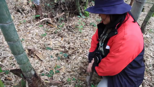 跟着老司机走，竹林找笋很容易，竹林挖笋技巧.
