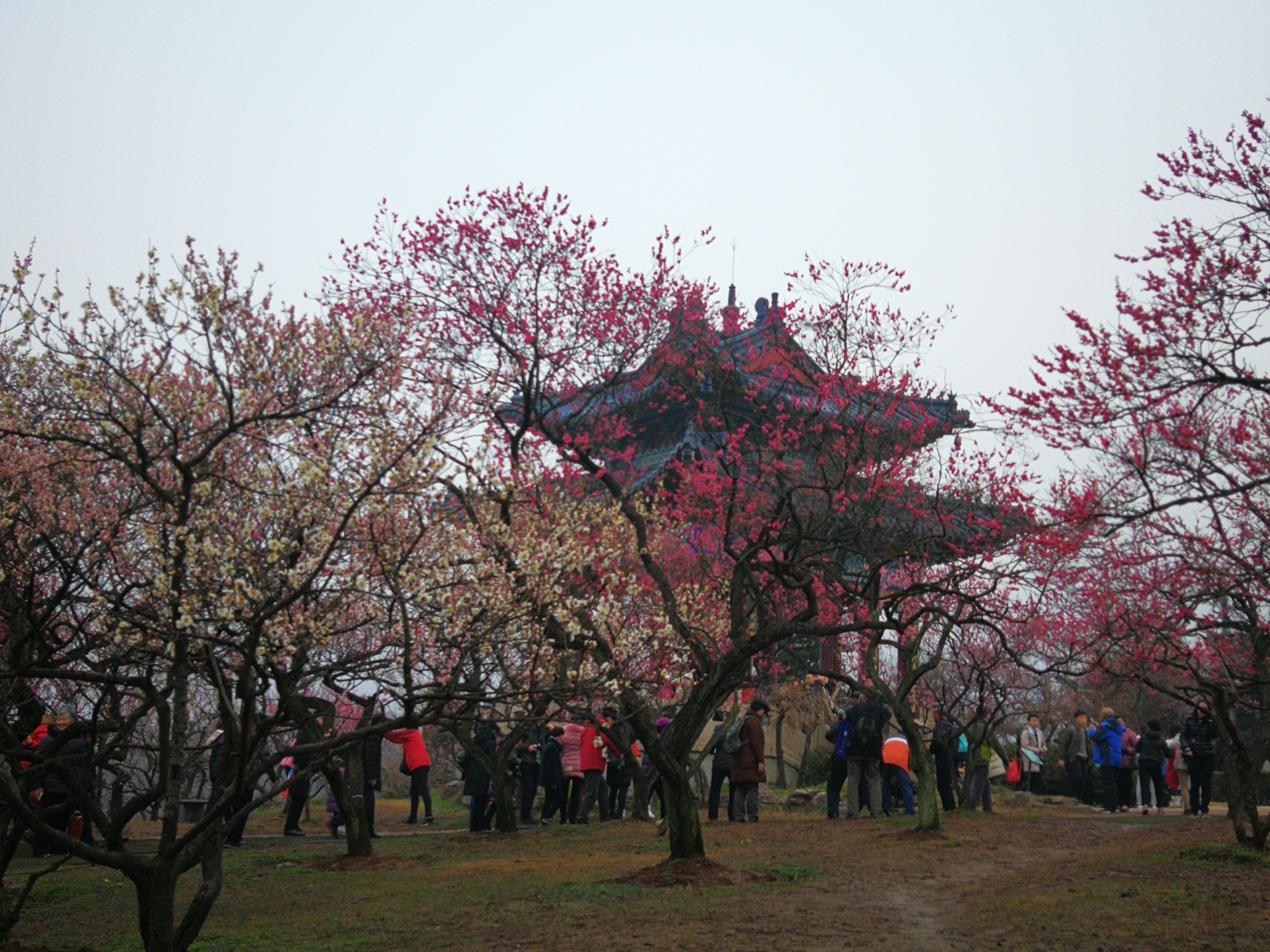 梅花山的特殊风景-摄影师