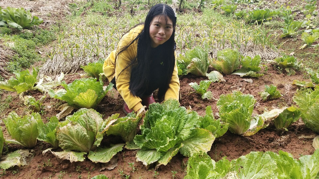 农村小妹去田间摘菜，新鲜的大白菜，顺便摘点粽叶回家包粽子