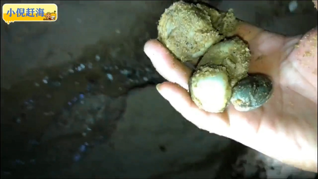 入海口沙滩蛤蜊品种很丰富，有白蛤花蛤毛蛤文蛤