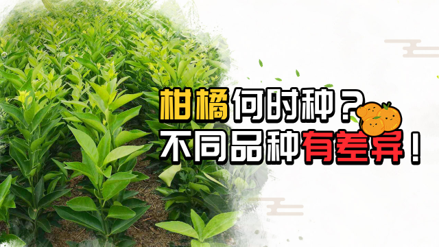 柑橘何时种？不同品种有差异，2分钟了解！