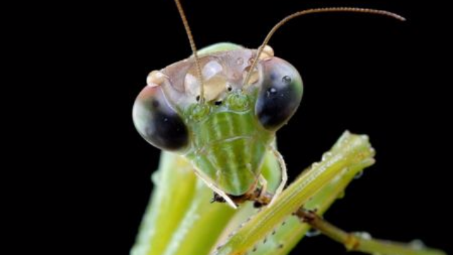 什么是性食同类？