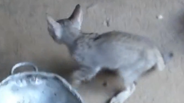 愤怒的大猫攻击和恐吓胆小的小猫，小猫被吓到躺在地上不敢动