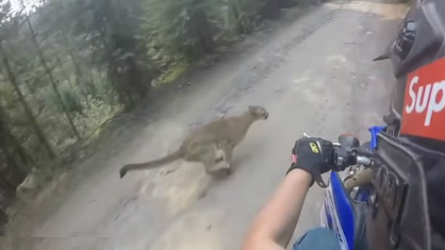 惊险！美国男子骑摩托车与美洲狮擦肩而过