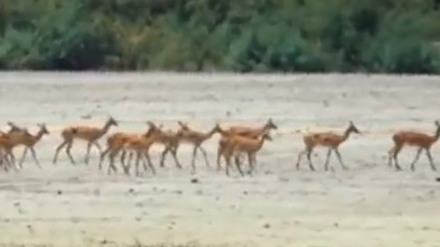 不愧是有着“飞羚”别称的羚羊，高角羚面对狮子直接一跃就脱险了