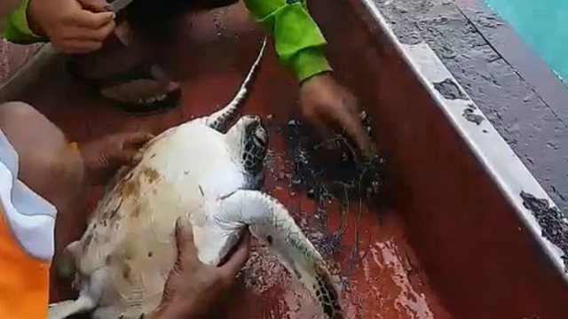 暖心！泰国渔民解救被渔网困住海龟重获自由