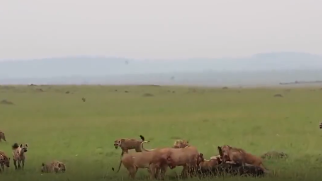 非洲鬣狗,为什么不攻击人类,鬣狗200年没咬过