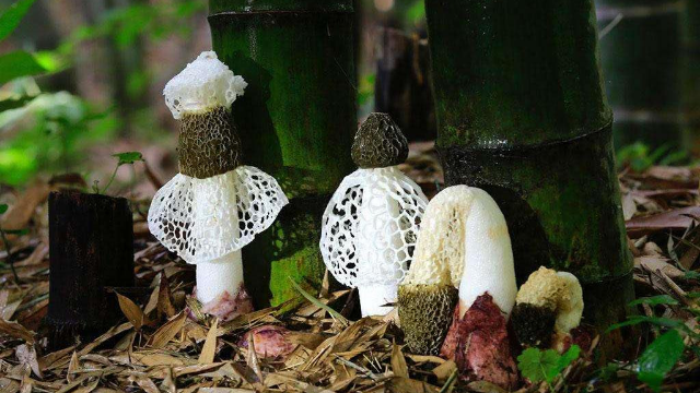 美味乡村之菌中皇后——竹荪