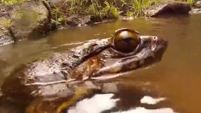 世界上最大的青蛙不是一般人能吃得起的，类似于中国的大龙虾