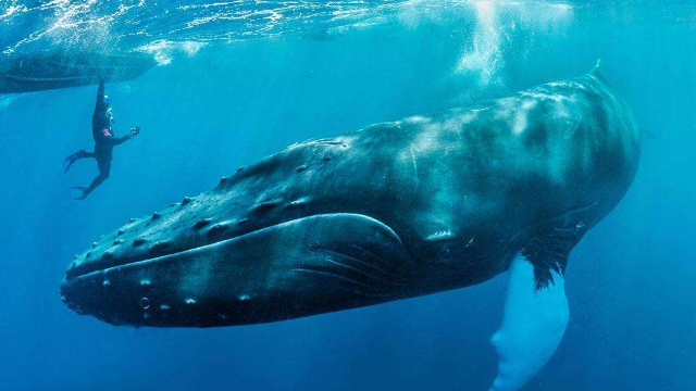 拉霍亚海湾里的一群大翅鲸