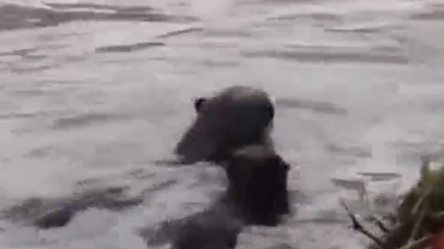 为争夺地盘，新加坡两大水獭家族上演“世纪大战”看着真刺激.