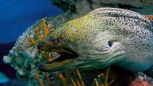 泰国海底拍摄到的海鳗