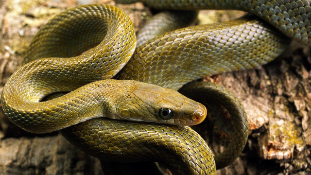 蛇类的十大天敌克星，平头哥仅第三，第一十分强悍实至名归！