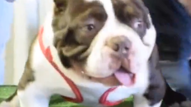 美国恶霸犬展览秀，各种纯种强悍的纯种恶霸.