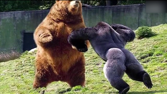 10个疯狂的动物厮杀惊人视频