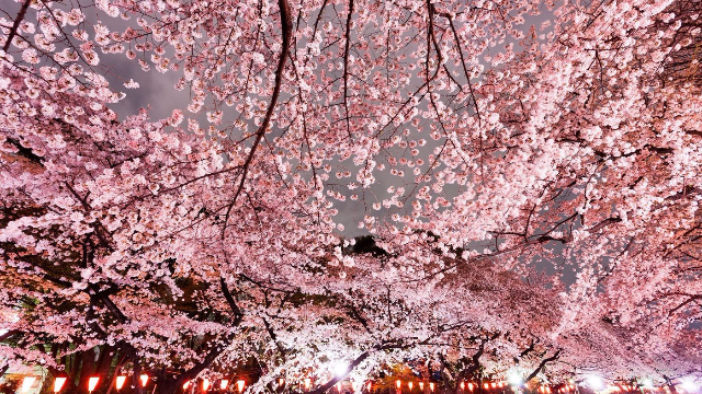 2019年日本赏樱地推荐，有去日本旅游计划的要来看看