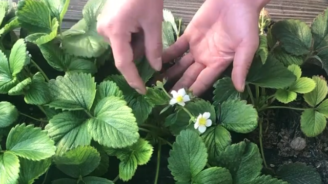 阿成农业知识，冬季大棚种植草莓，要想产量高，需要注意哪些问题