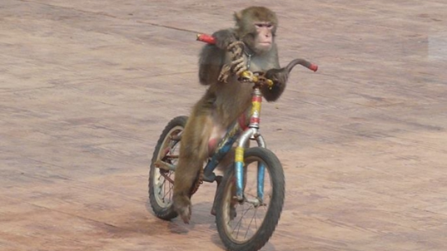 轻松一刻：猴子骑车，小狗追着跑，最后一幕笑喷