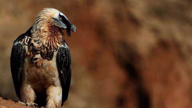 胡兀鹫吃动物尸体，吞大骨头