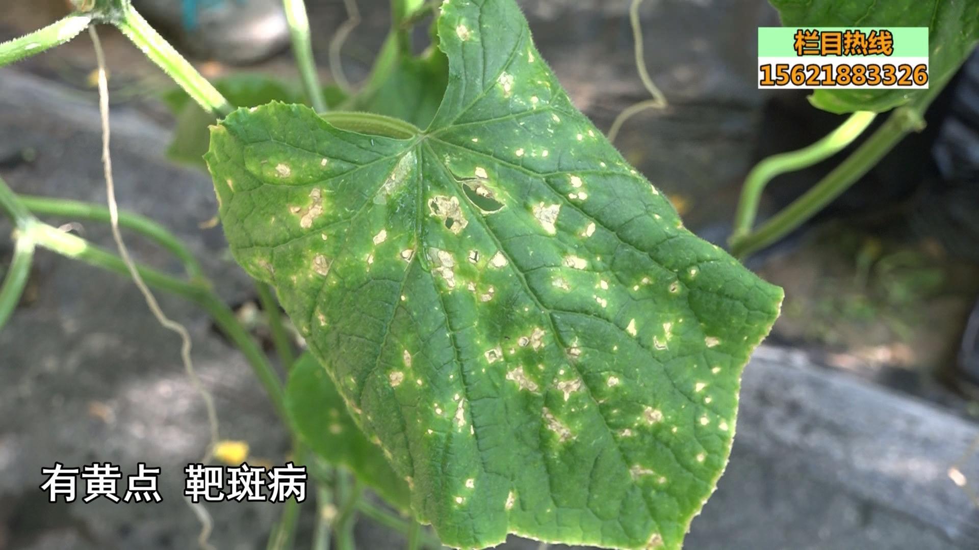 紧急求救！这些黄瓜上的斑点，到底是啥病？